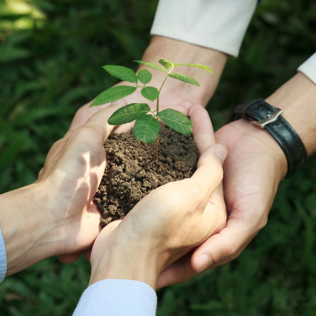 sustainability-and-green-star sustainability-and-green-star